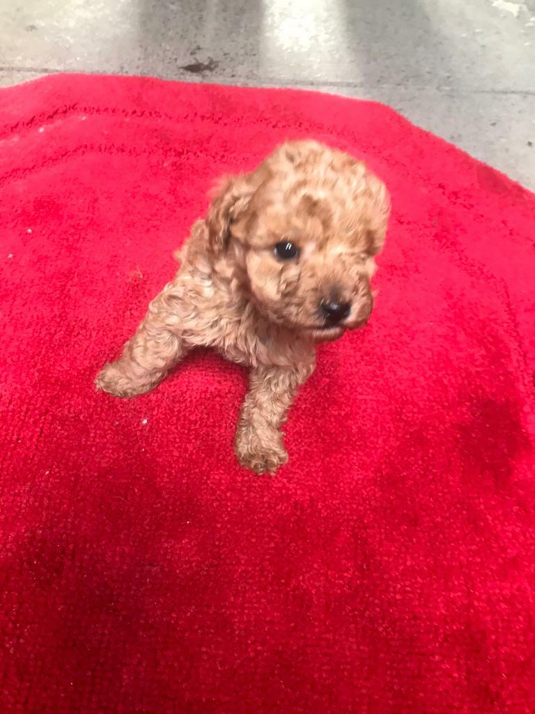 gumtree poodle puppies
